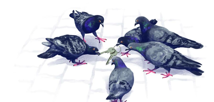 Schlüsselerlebnis: Bald wohnen die Vögel im Taubenschag. Illustration: Stefan Bachmann