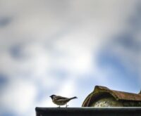 Der Haussperling nistet gerne unter Dächern. Im Volksmund wird der gesellige Vogel Spatz genannt. Foto: Imke Lass