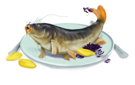 Schmeckt nicht jedem: Karpfen blau. Illustration: Stefan Bachmann